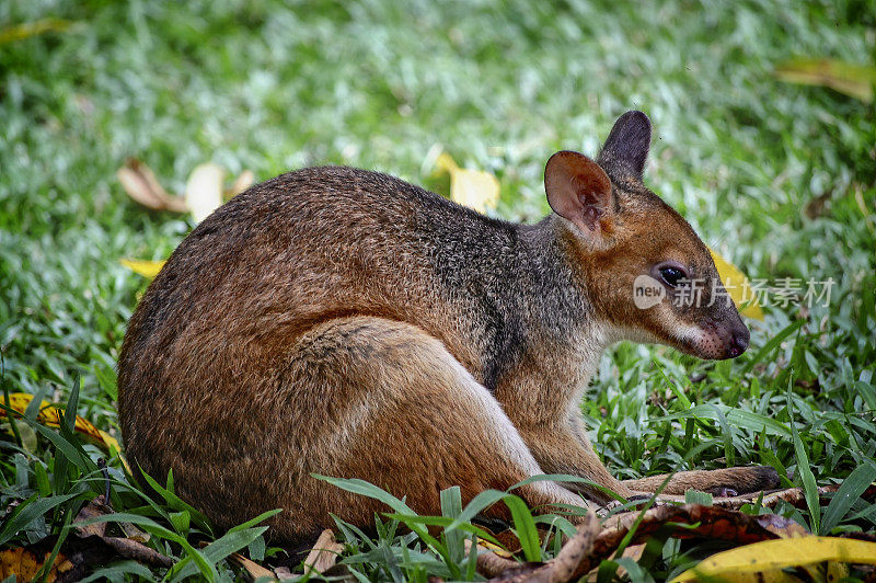 年轻的 Pademelon (Thylogale)